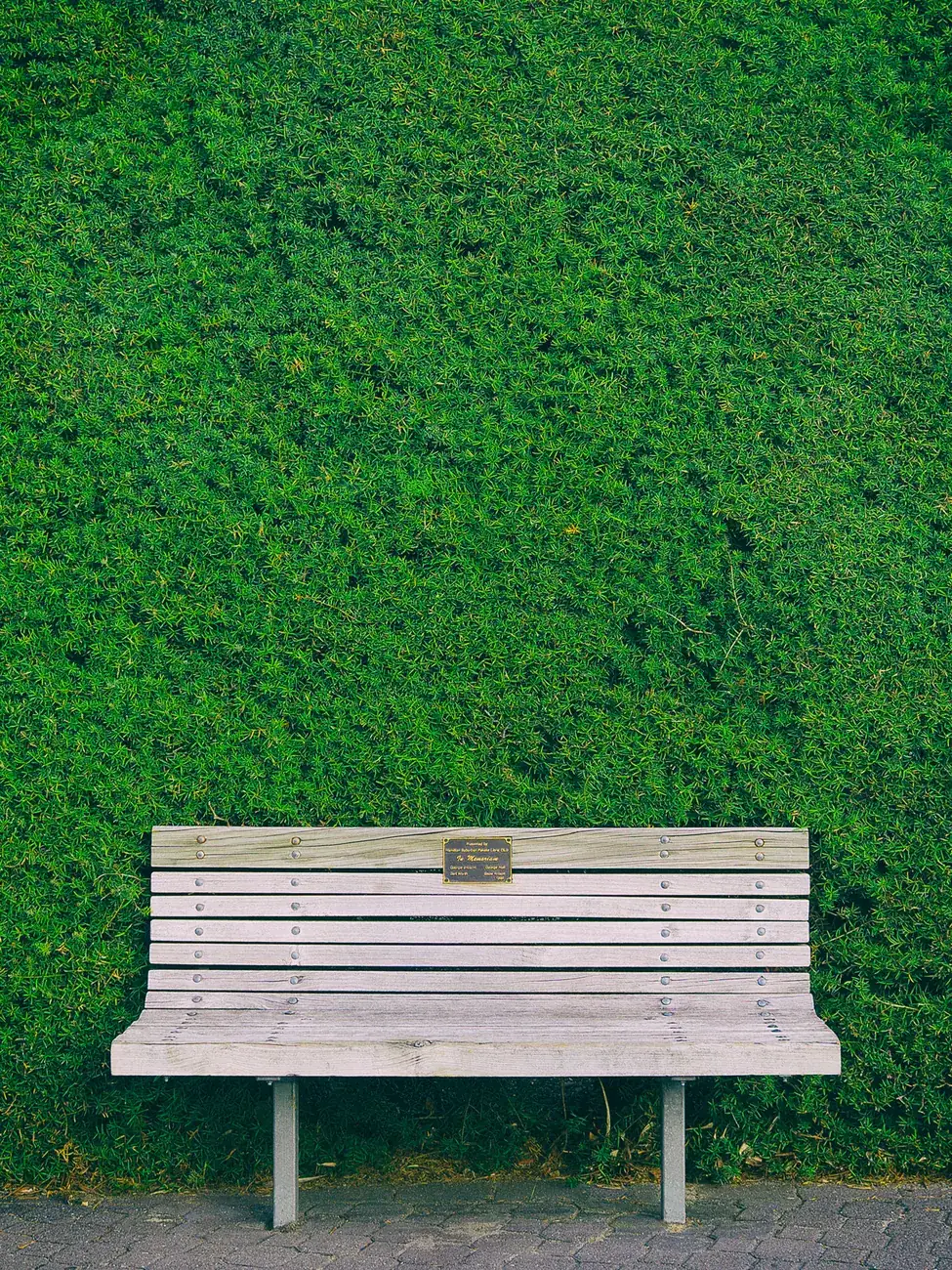 A tall, neatly trimmed hedge behind a wooden bench