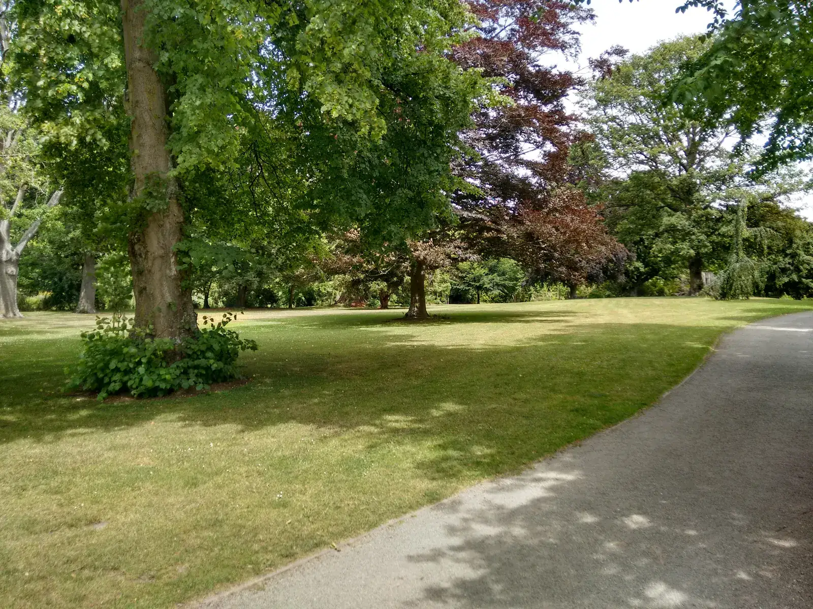 A path curving past a mown lawn and shade trees