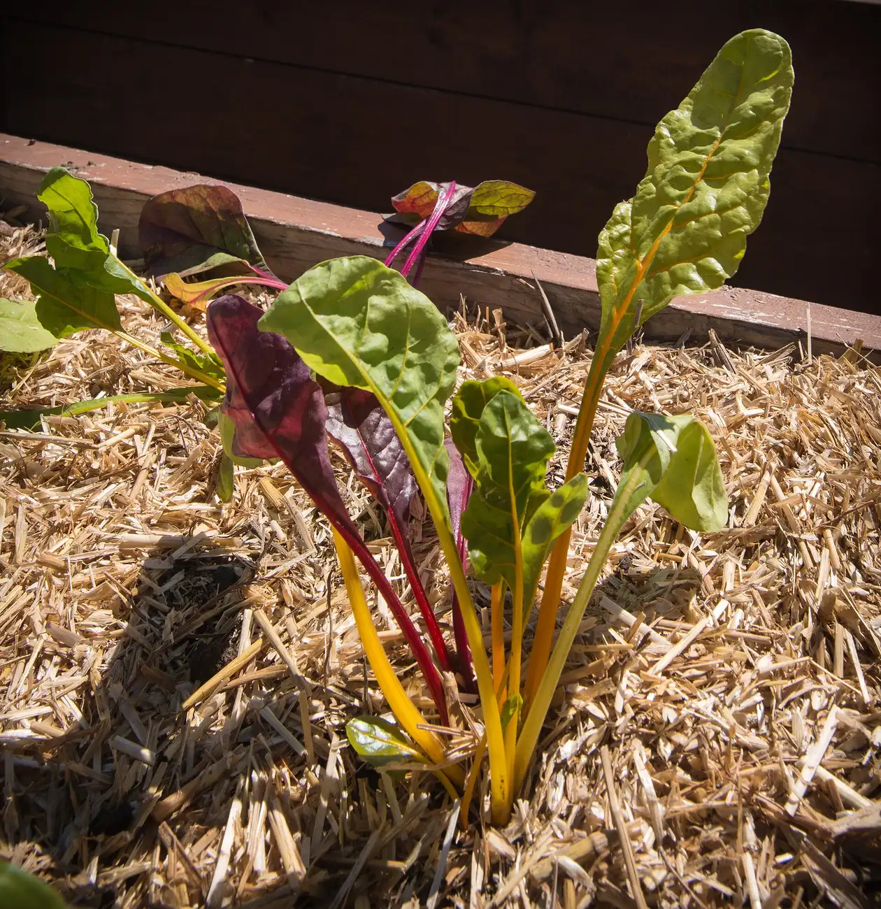 A young plant growing in fresh mulch